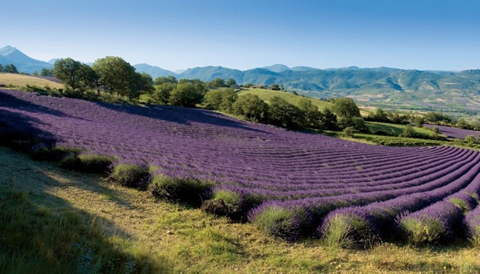 Lavender French Riviera France