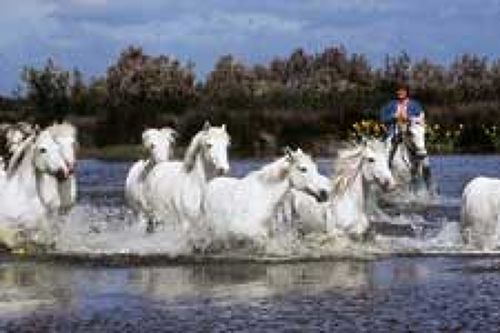 Horses Manade Camargue Provence France