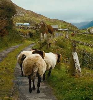Sheep road Ireland