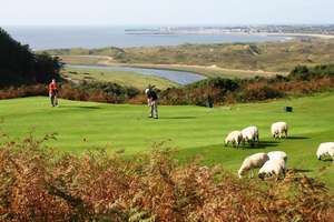Southerndown golf sheep
