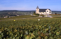 Vineyard Burgundy
