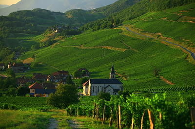 Vineyard in Burgundy